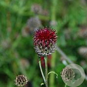 Centaurea atropurpurea GM P9