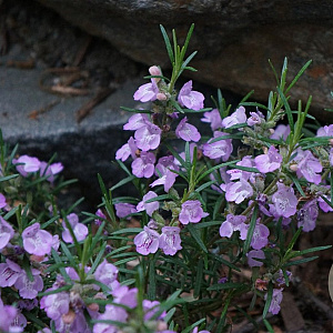 Conradina verticillata GM P9