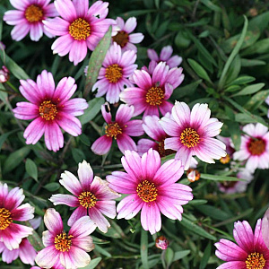 Coreopsis r. 'Sweet Dreams' GM P9