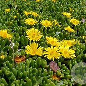 Delosperma nubigenum GM P9
