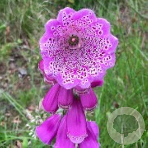 Digitalis purp. 'Monstrosa' GM P9