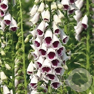 Digitalis purp. 'Pam's Choice' GM P9