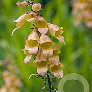 Digitalis 'Spice Island' GM P9