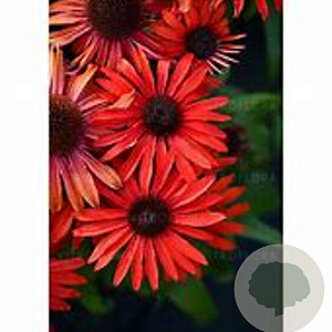 Echinacea 'Fountain Red' GM P9