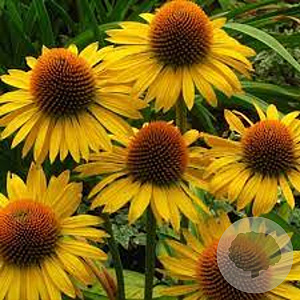 Echinacea 'Leilani' GM P9