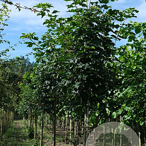 Acer pseudoplatanus 14-16 HO draadkluit