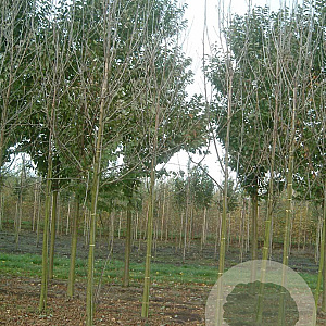 Fraxinus pen. 'Summit' 12-14 HO draadkluit