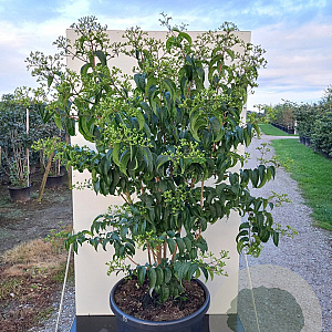Heptacodium miconioides Tianshan 125-150 cm container meerstammig