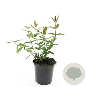 Hypericum i. 'Autumn Blaze' GM C1.3