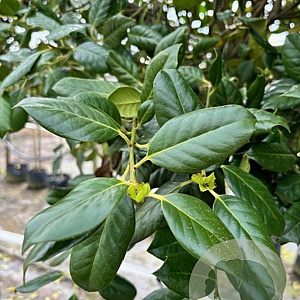 Ilex 'Nellie R. Stevens' 18-20 HO container 125 cm stam LEIVORM