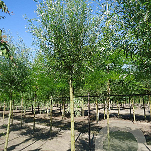 Salix alba 'Belders' 18-20 HO draadkluit Knotvorm 240 cm stam