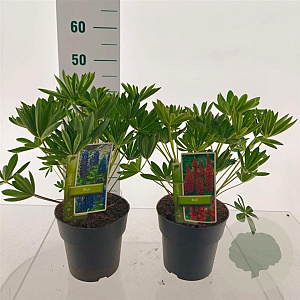 Lupinus Gallery Mix GM 2,0L