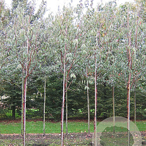 Prunus serrula 12-14 HO draadkluit
