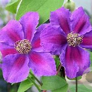 Clematis 'Ashva' wortelgoed