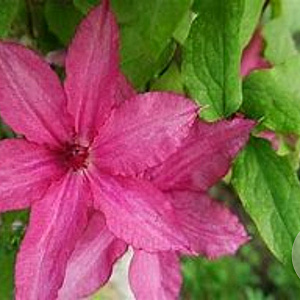 Clematis 'Barbara' wortelgoed