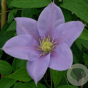 Clematis 'Blue Eyes' wortelgoed