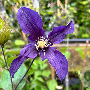Clematis 'Blue Sensation' wortelgoed