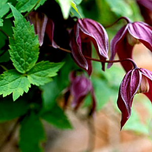 Clematis 'Brunette' wortelgoed