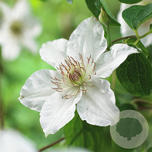 Clematis 'Destiny' wortelgoed