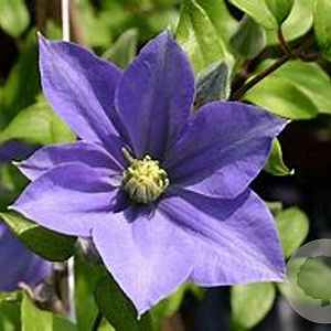 Clematis 'Fujimusume' wortelgoed