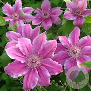 Clematis 'Girenas' wortelgoed