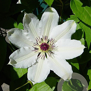 Clematis 'James Mason' wortelgoed