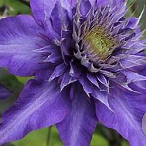 Clematis 'Multi Blue' wortelgoed