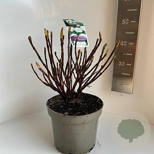 Hydrangea m. Saxon 40-50 cm  bol wit