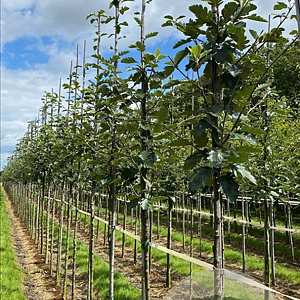 Sorbus intermedia 'Brouwers' 10-12 HO draadkluit