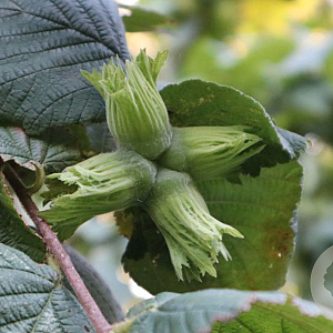 Corylus 'Tonda di Giffoni' 200-250 cm draadkluit meerstammig