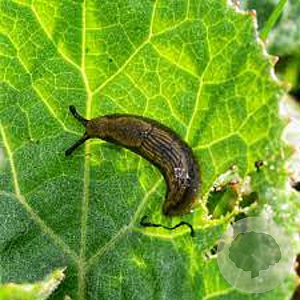Aaltjes tegen slakken (Phasmarhabditis) Innogreen
