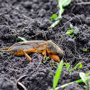 Aaltjes tegen veenmollen Innogreen