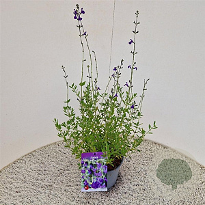 Salvia micr. 'Blue Monrovia' 40-45 cm 2,5L