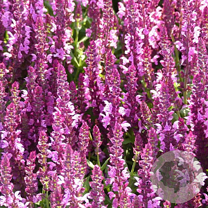 Salvia nem. 'Pink Beauty' GM P9