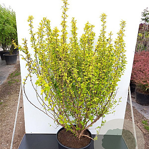 Physocarpus opulif. Tiny Wine Gold 40-60 cm 3,0L