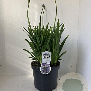 Agapanthus 'Dr Brouwer' 30-35 cm 7,5L