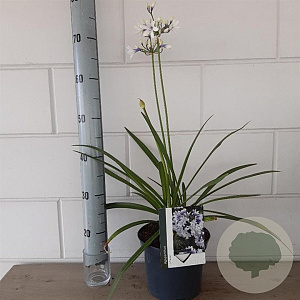 Agapanthus Twister GM C3