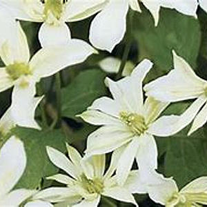 Clematis 'Jenny Keay' 80 cm rozenpot 2L