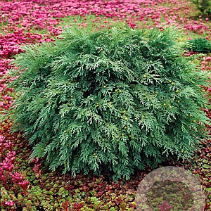 Chamaecyparis l. 'Globosa' 30-40 cm 3,0L
