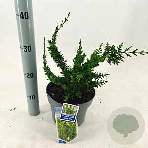 Chamaecyparis t. 'Top Point' 25-30 cm 3,0L