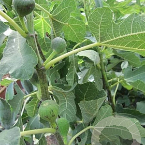 Ficus carica 'Noir de Caromb' GM container lage leivorm U vorm