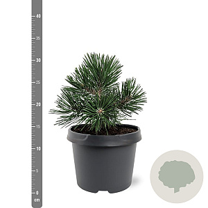 Pinus mugo 'Green Pearl' 20-25 cm 3,0L