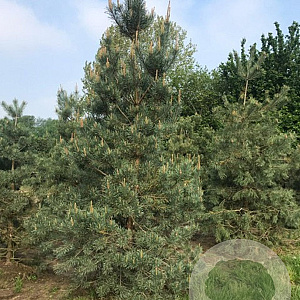 Pinus sylv. 'Norske Typ' 150-200 cm container bonsai