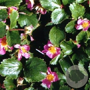 Fragaria 'Frel' GM P9