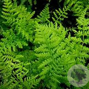 Athyrium f.-f. 'Rotstiel' GM P9