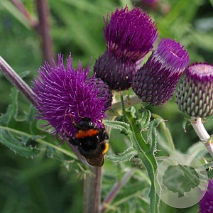 Cirsium rivulare 'Tr. Blue Wonder' GM P9