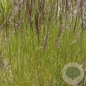Deschampsia cesp. 'Waldschratt' GM P9