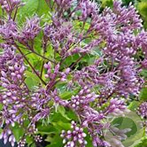 Eupatorium cap. 'Elegant Plume' GM P9