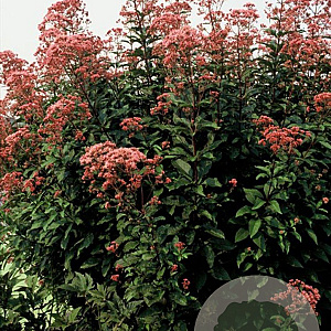 Eupatorium mac. 'Atropurpureum' GM P9