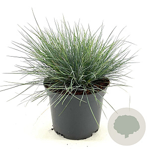 Festuca glauca 'Elijah Blue' 20-25 cm 2,0L